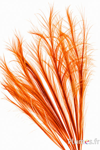 Fazant Hoki - gebleekt - 45-55 cm - oranje